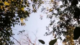 Masturbieren im Wald